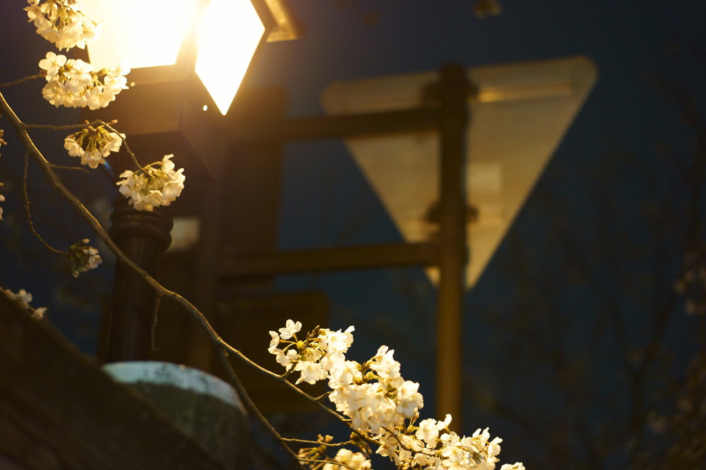 夜の桜
