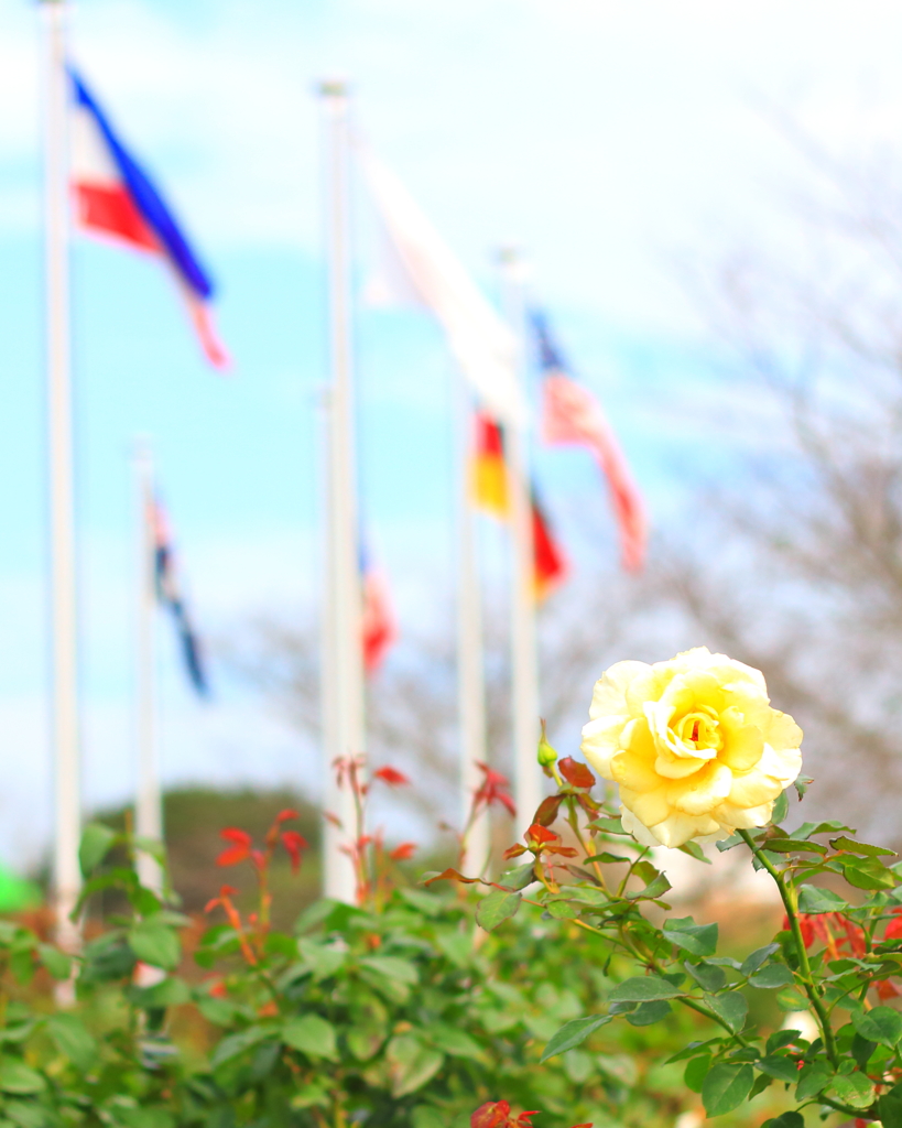 国旗と薔薇