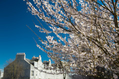 Cherry blossom in UK