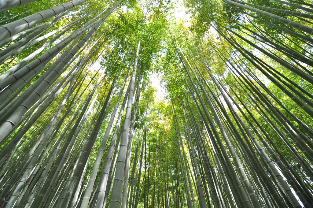 竹林