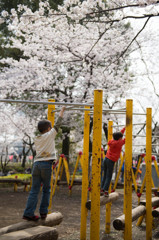 桜の木の下で