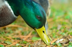 秋　研究林の鳥　3