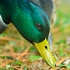 秋　研究林の鳥　3