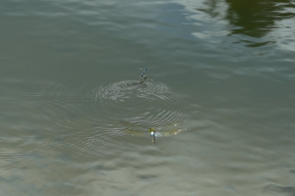 キタイトトンボ　＝＝＝＞ルリイトトンボに訂正します。
