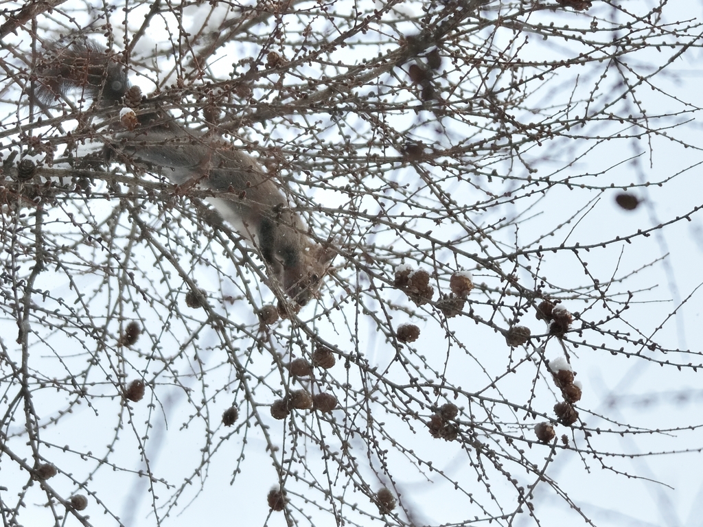 １２月・カラマツの森3