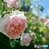 庭の花(5)