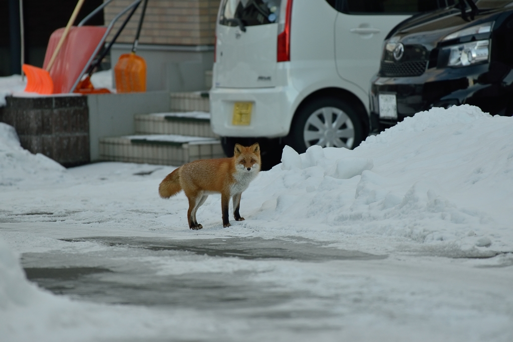 夕方散歩　4 キツネ