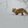 キタキツネ　雪解けの頃　Ⅰ