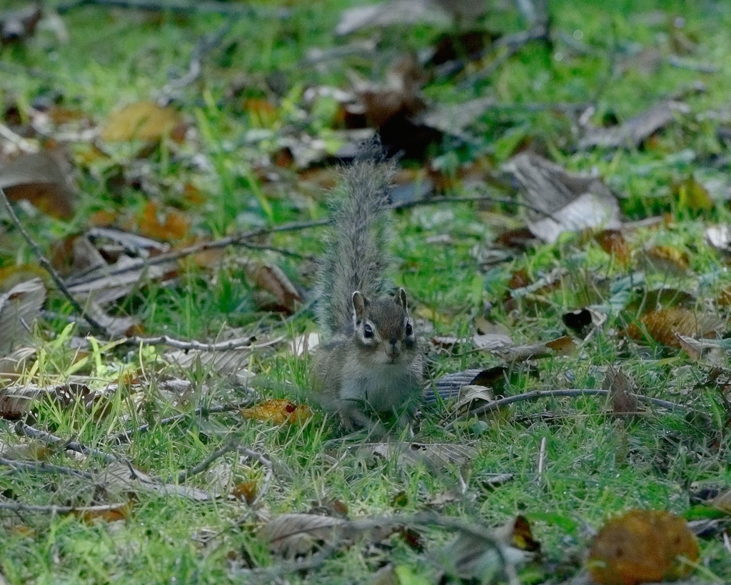 秋　森のなかまたち　シマリス2