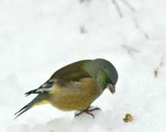 居間の窓から　カワラヒワ