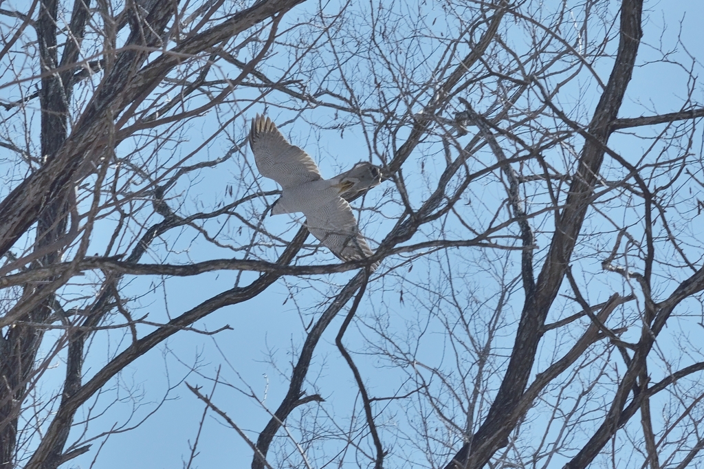オオタカでいいでしょうか？？