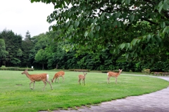 青葉公園の鹿-2