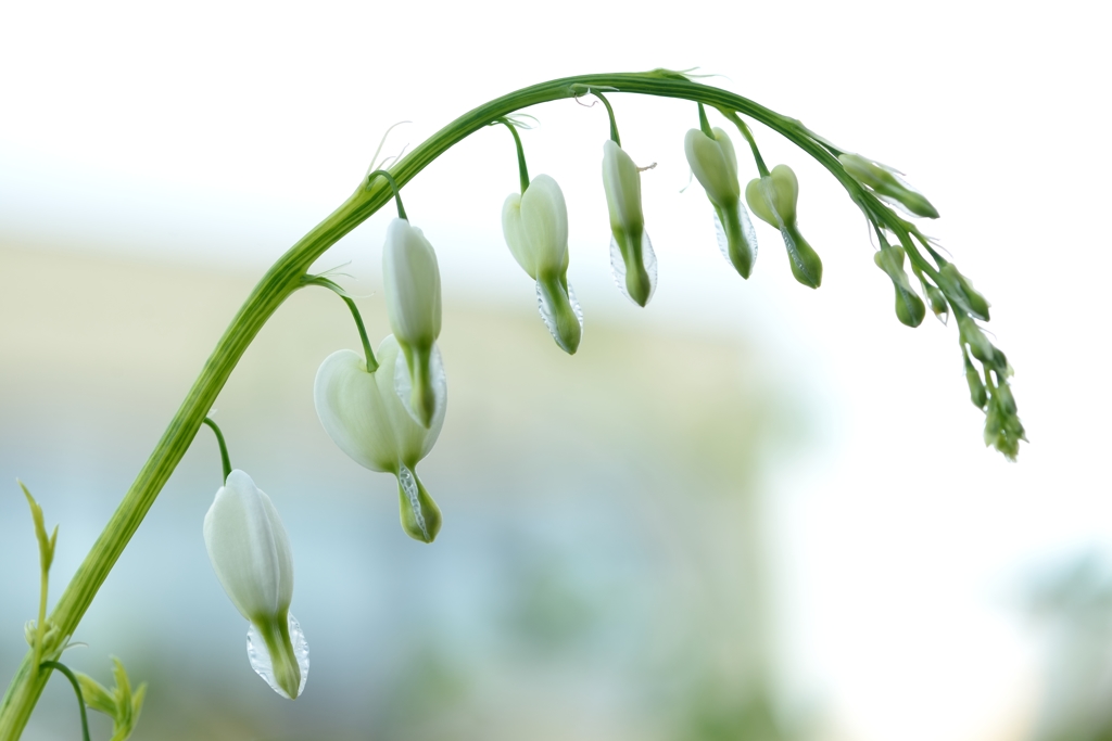 庭の花　ケマンソウ　白花