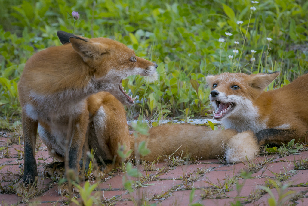 或る日のキツネ-1402