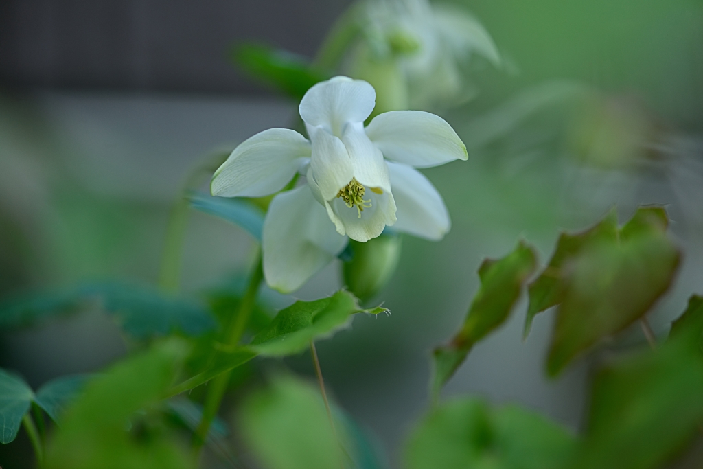 庭の花　ミヤマオダマキ　白花