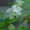 庭の花　ミヤマオダマキ　白花