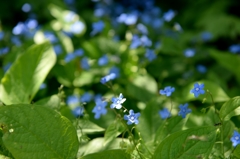 庭の花　名前が分かりません(笑）