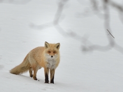 キタキツネ　雪解けの頃　Ⅲ