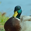 秋　研究林の鳥　２