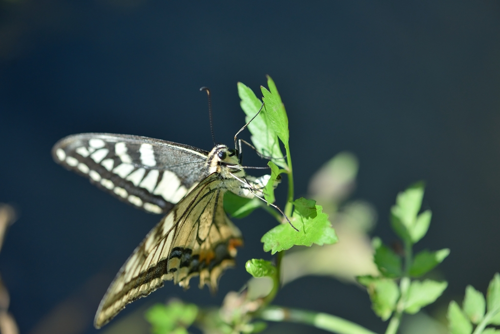 キアゲハの産卵