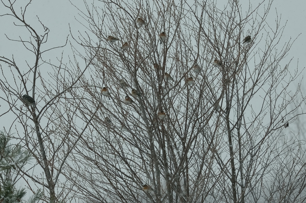 散歩カメラ②鳥のなる木？