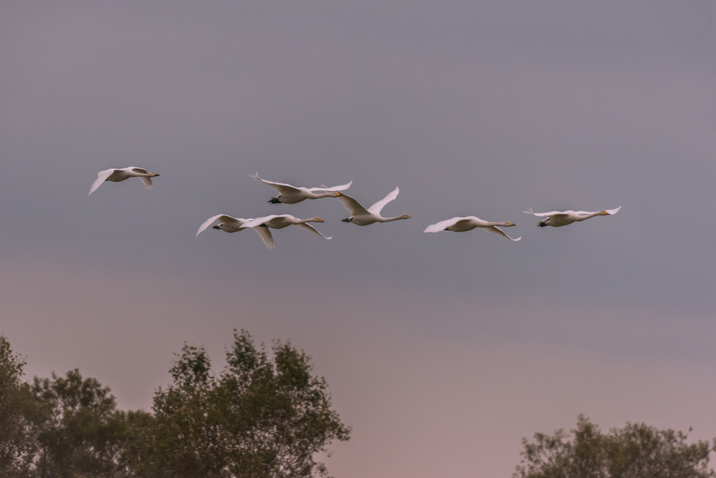 紫色の黄昏、そして静寂