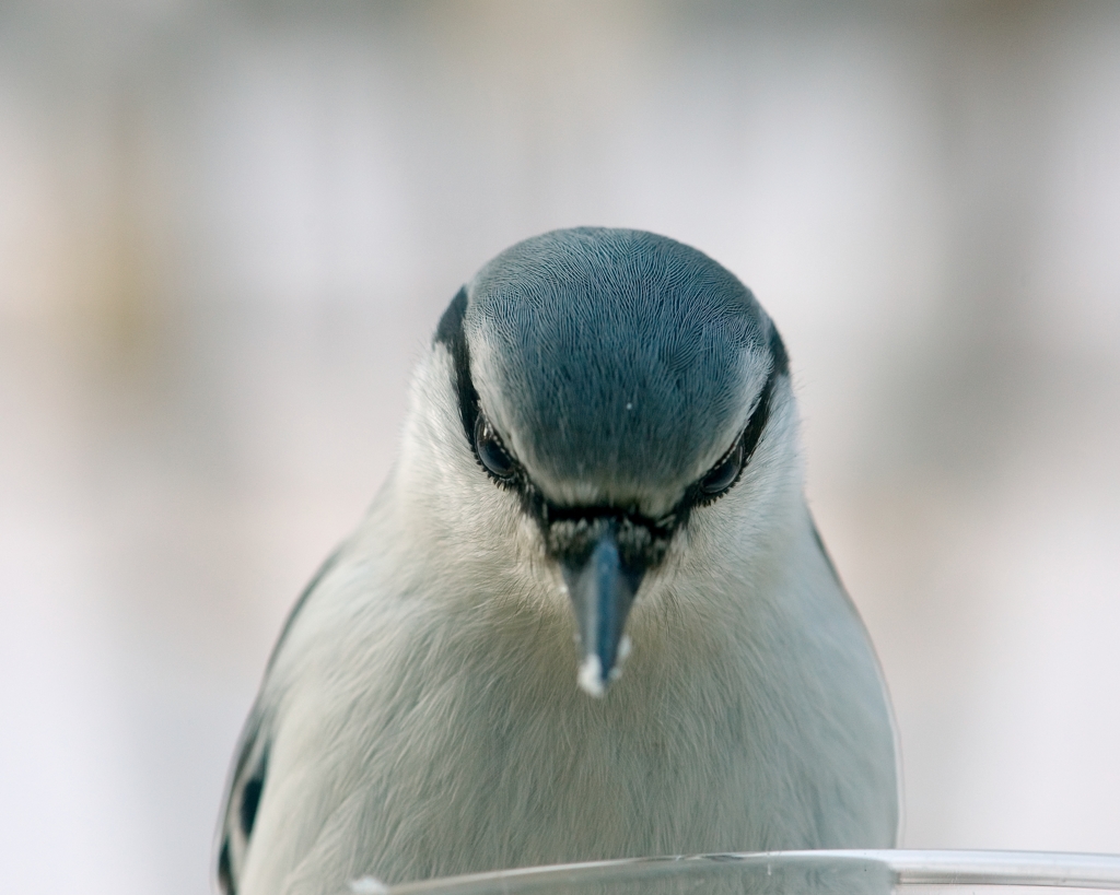 超ずぼら野鳥観察　 ゴジュウカラ マクロ１