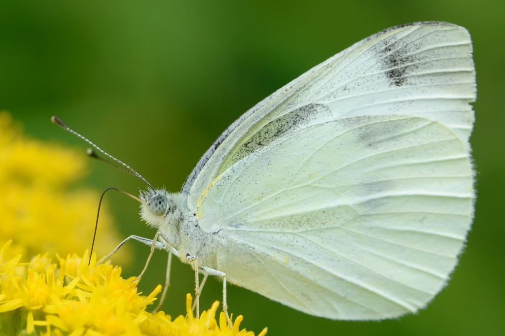 モンシロチョウ