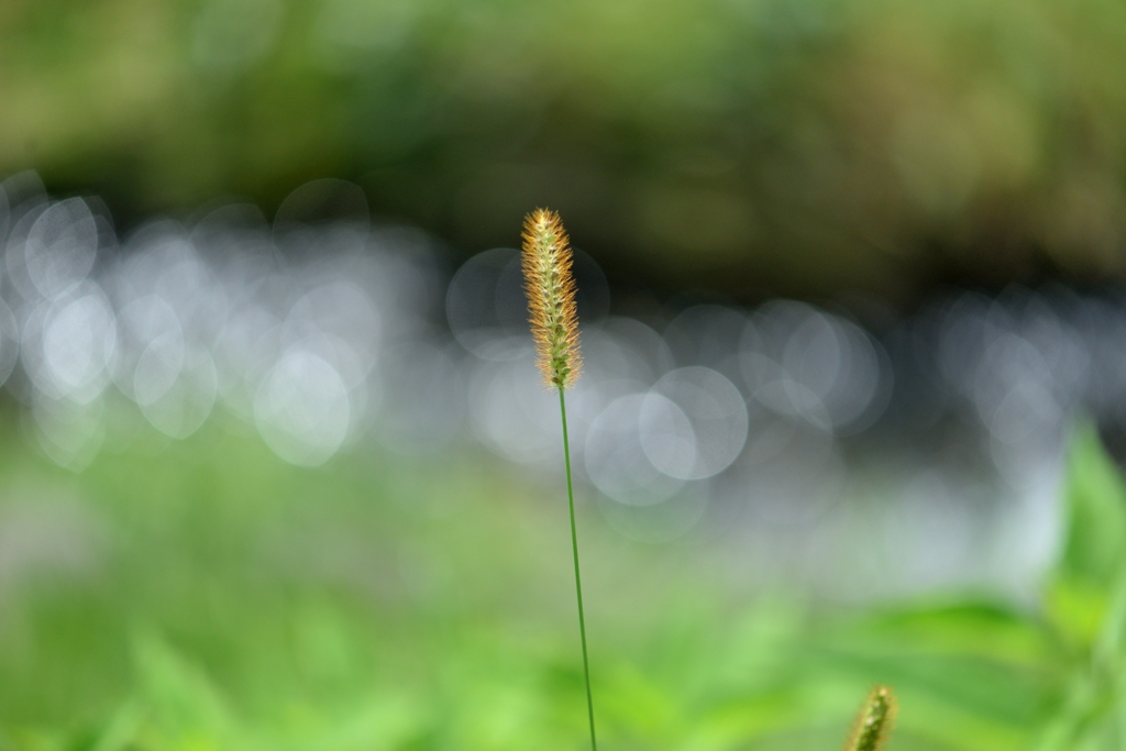少しずつ秋4　---　ネコジャラシ　---