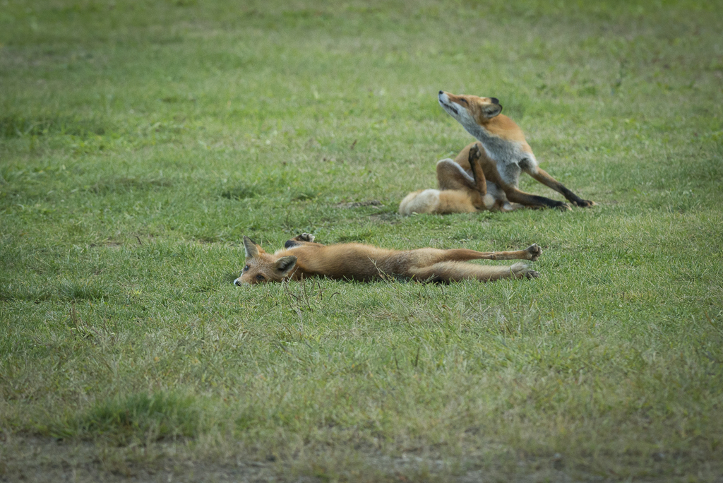 或る日のキツネ-1623