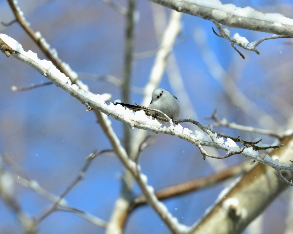 雪の妖精１