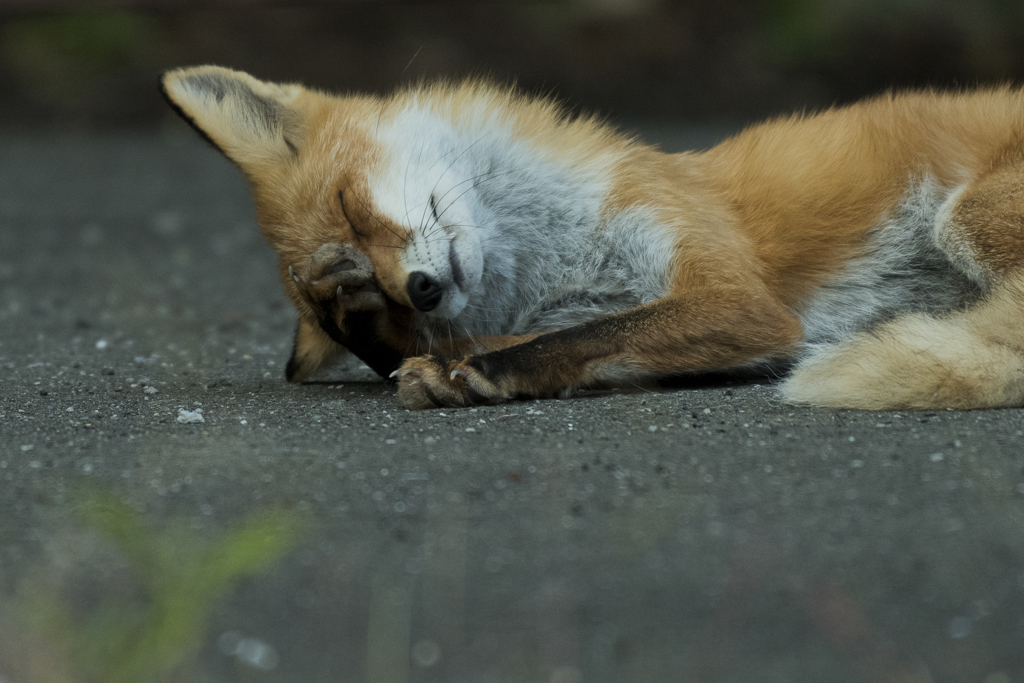 或る日のキツネ-7755