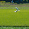 アレッ！田んぼに①