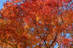 秋・渓の彩　１