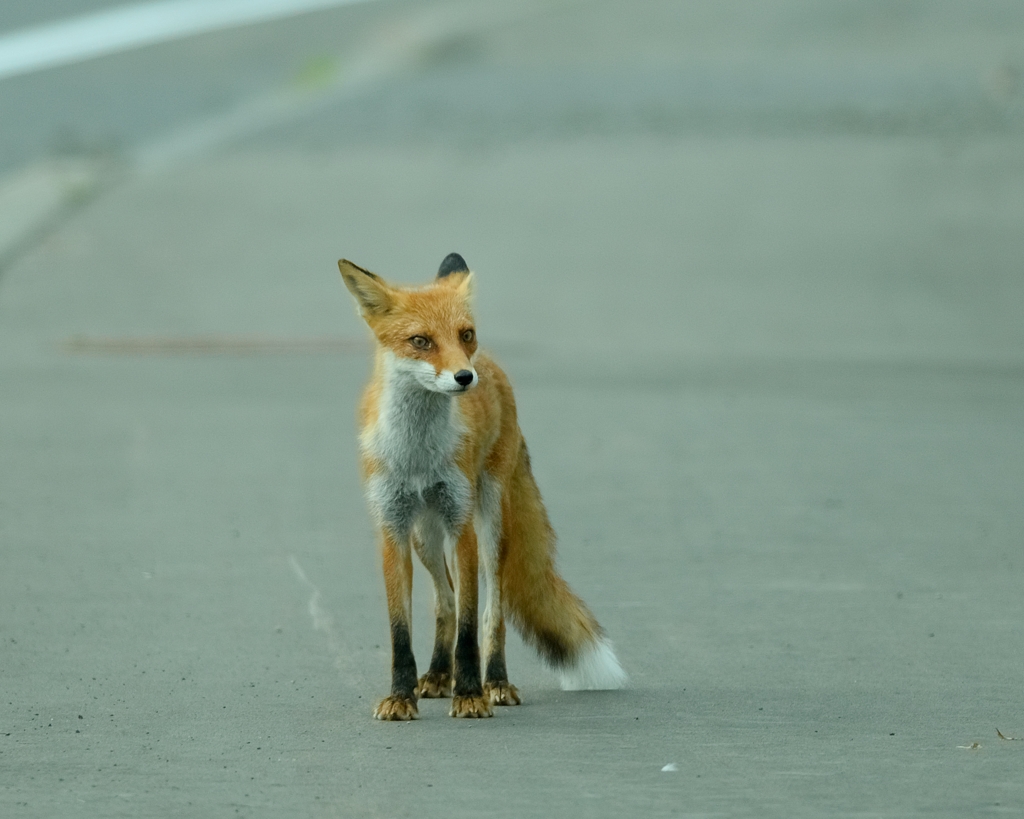 red fox sisters1