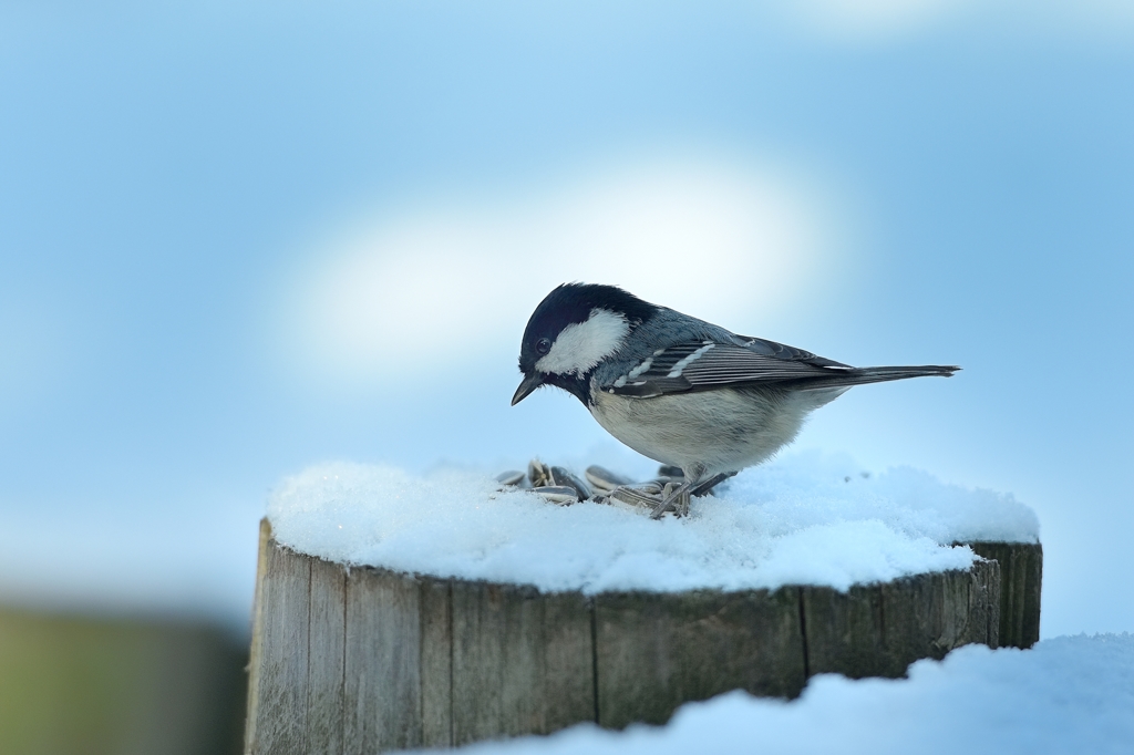 ヒガラ　雪　木漏れ日