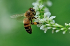 白い花、蜜を求めて。