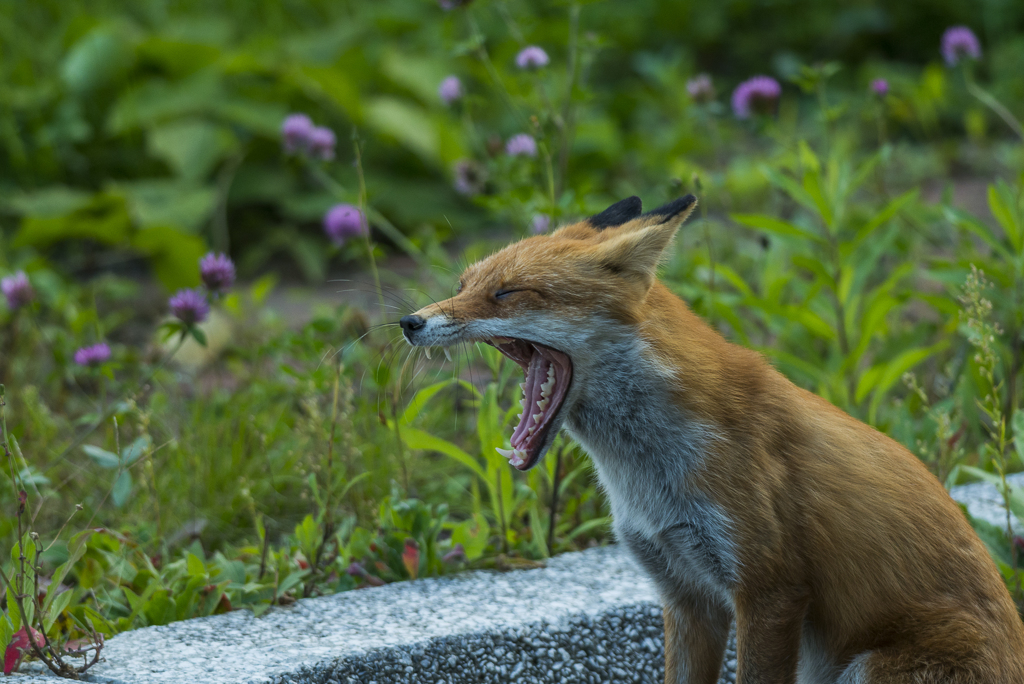 或る日のキツネ-1537