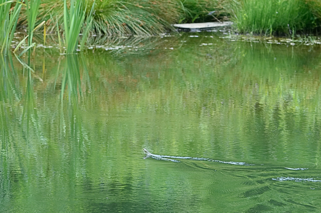 トンボ池の賑わい　・　番外編