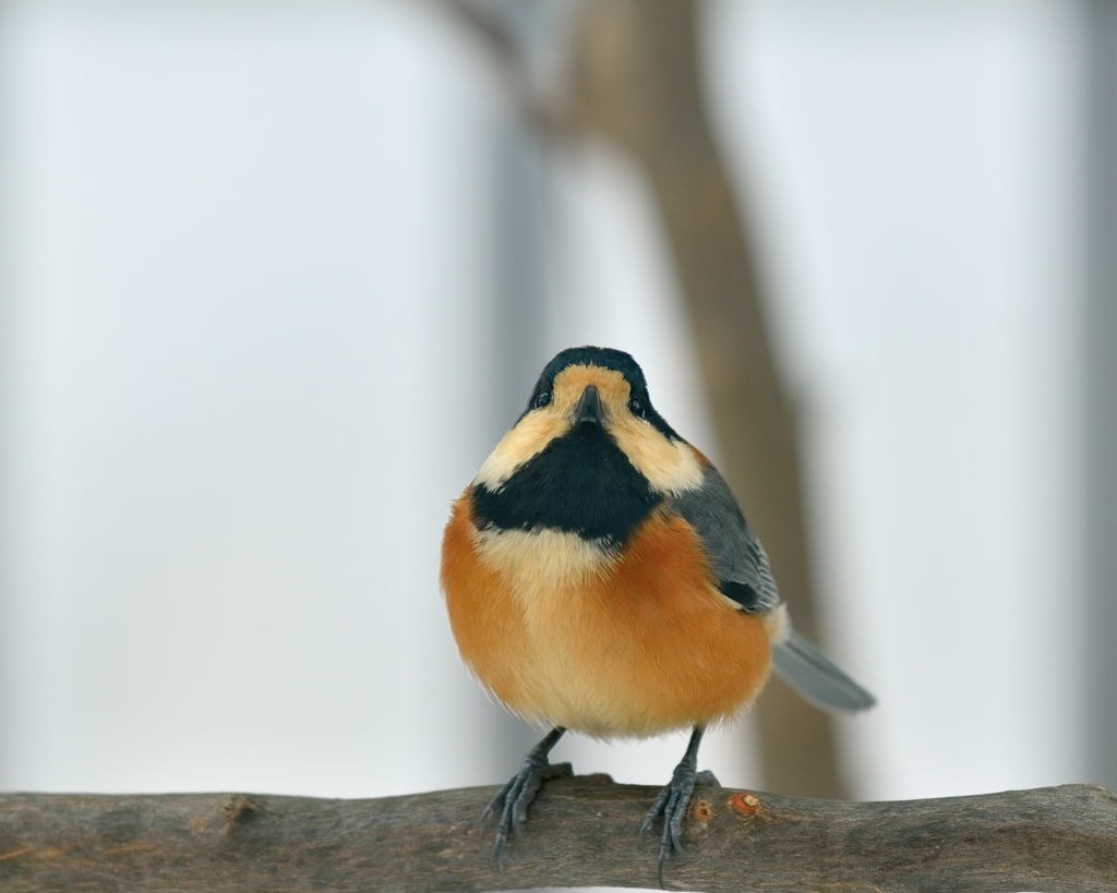 超ずぼらに 野鳥観察　ヤマガラ１