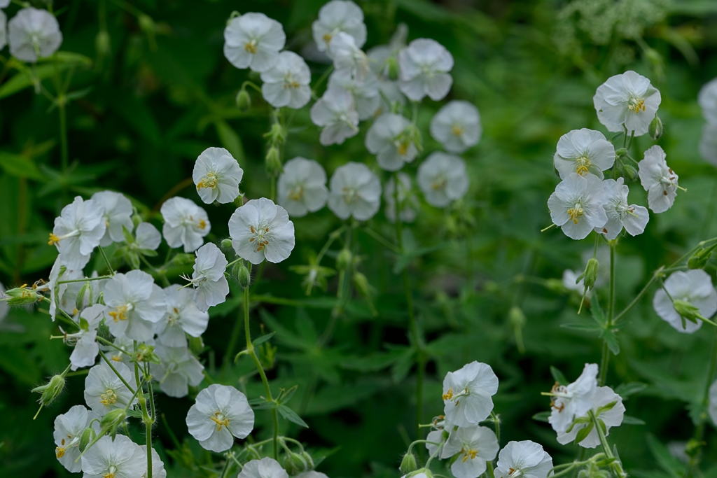 芍薬が目覚める頃　7