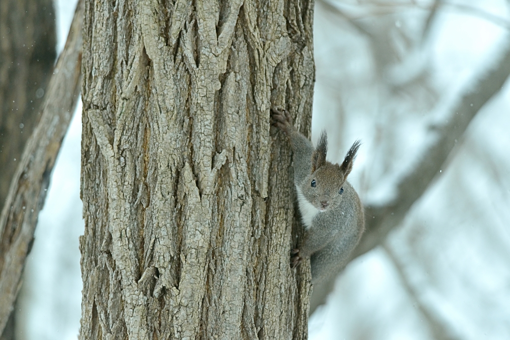 リスが樹液をなめるころ　1