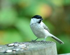 秋　森のなかまたち　ハシブトガラ3