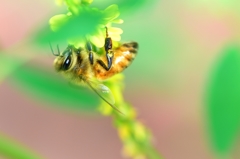 ミツバチ-2