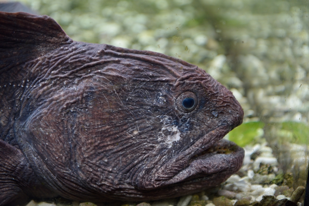 私の顔ではありません