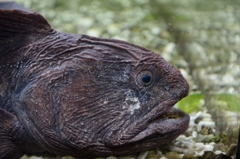 私の顔ではありません