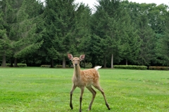 青葉公園の鹿-1