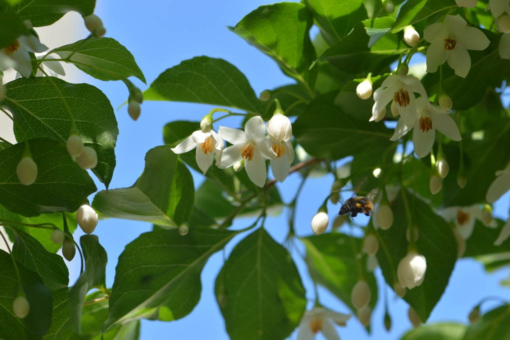 芍薬が目覚める頃　15