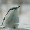 超ずぼら野鳥観察　 ゴジュウカラ マクロ2