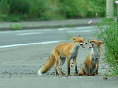 red fox sisters4